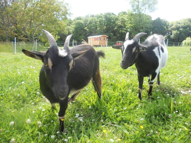 Domaine AbracadaRoom : Les roulottes du Trieux - Image 4