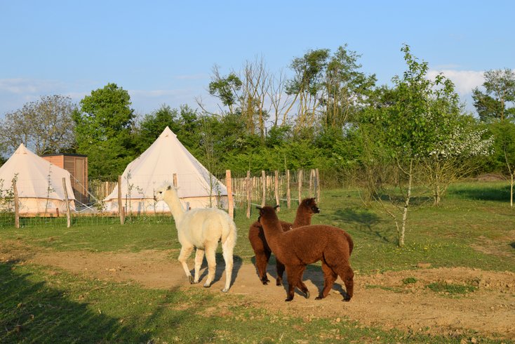 Hébergement AbracadaRoom : Tente Inca - Image 3