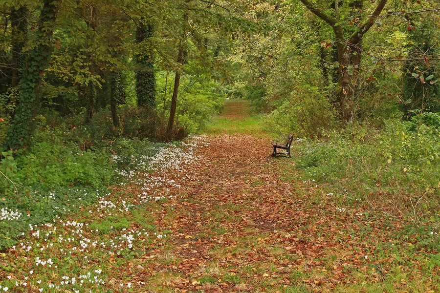 Domaine AbracadaRoom : Parc et chateau de Gizeux - Image 11
