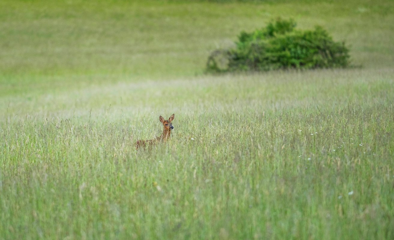 Cabane du Grand Chêne & Spa à Saint- Martin Des Combes (18)