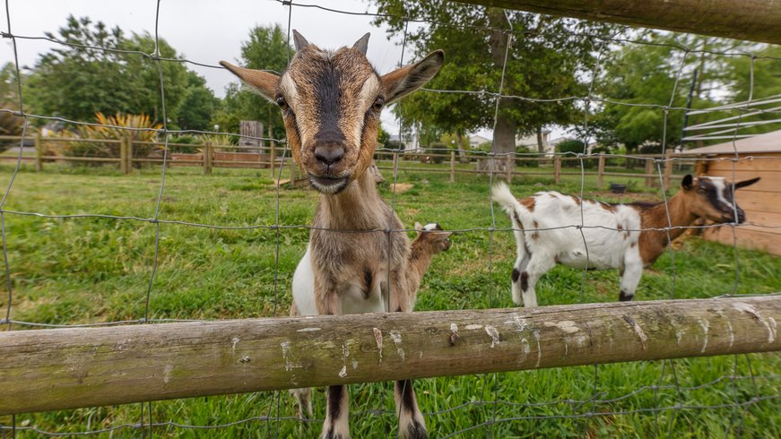 Domaine AbracadaRoom : Camping Seasonova Haliotis - Image 45