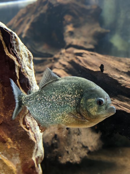 Hébergement AbracadaRoom : Nuit insolite avec Spa, sauna et jardin privatifs immersion en AMAZONIE - Image 17