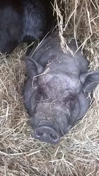 Domaine AbracadaRoom : La Verdine - Image 11