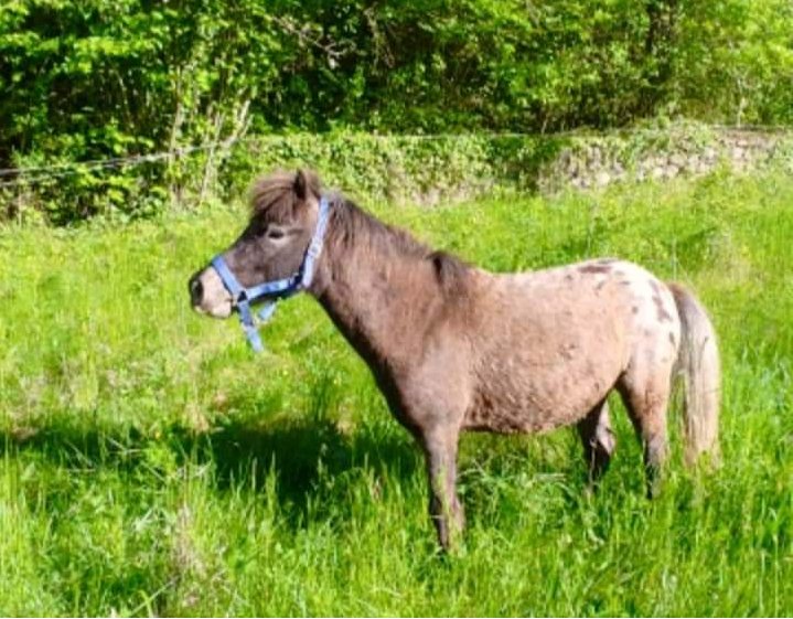 Domaine AbracadaRoom : Le Mas des Pins - Image 8