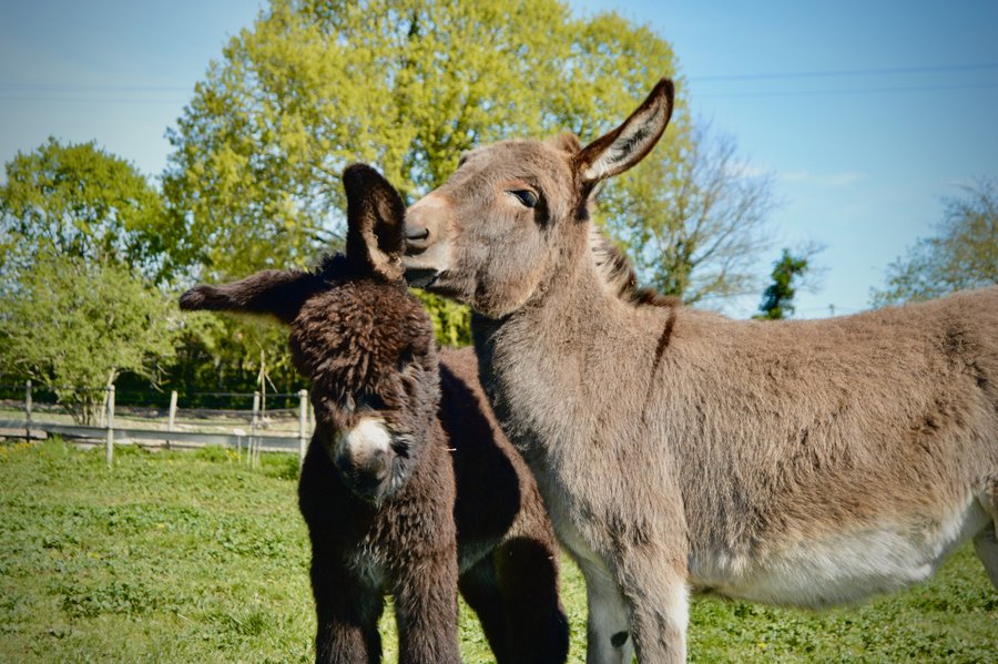Domaine AbracadaRoom : Parc Du Coq à l'Âne - Image 14
