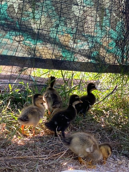 Domaine AbracadaRoom : Homnest (Uzemain) - Image 15