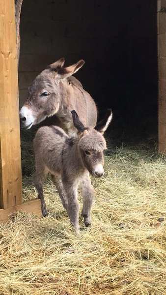Domaine AbracadaRoom : Roulottes et Cabanes de Saint Cerice - Image 8