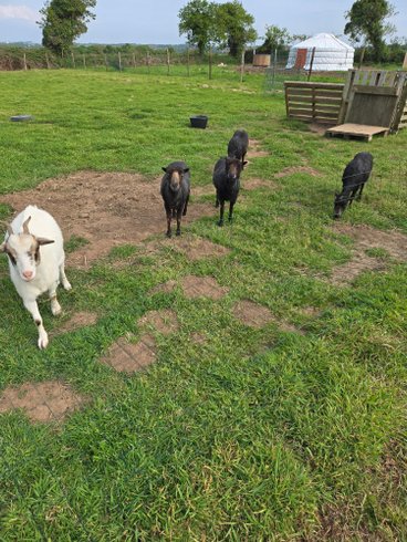 Hébergement AbracadaRoom : Yourte de Tréou & Bain nordique - Image 10