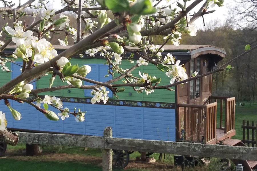 Fleur des Champs — photo 2