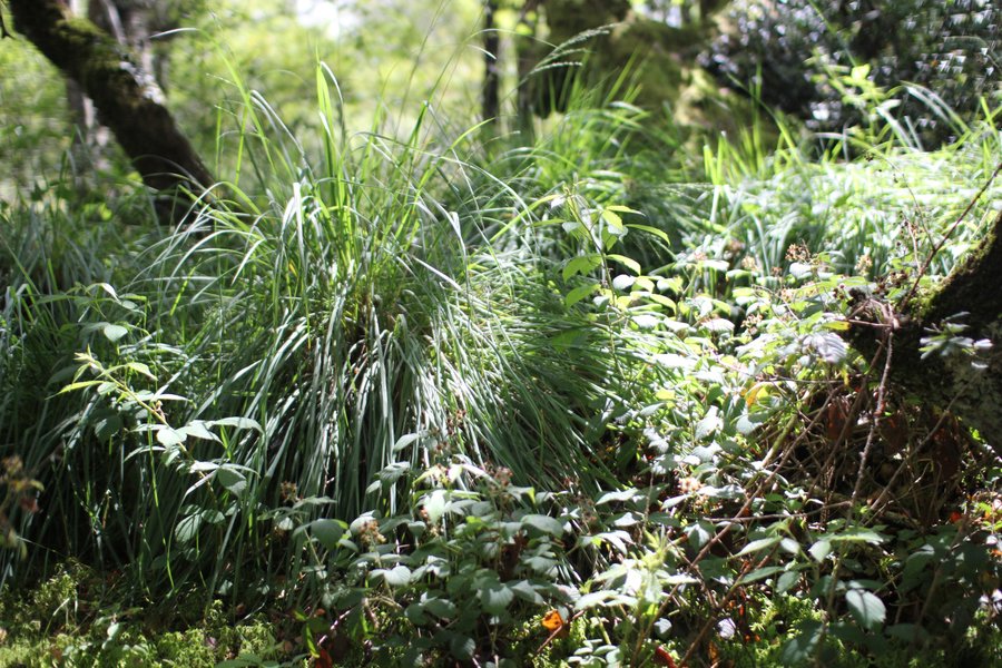 Domaine AbracadaRoom : La Ferme du Séquoia - Image 4