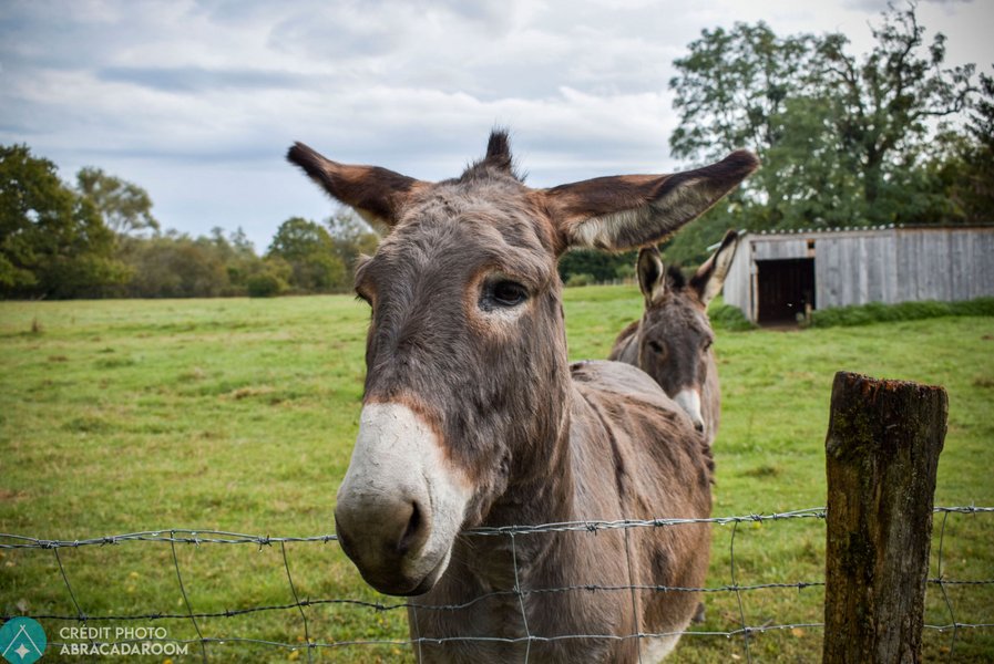 Domaine AbracadaRoom : Village Toue des Demoiselles - Image 27