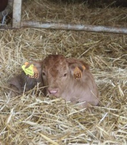 Domaine AbracadaRoom : Ferme des Coutures - Image 9