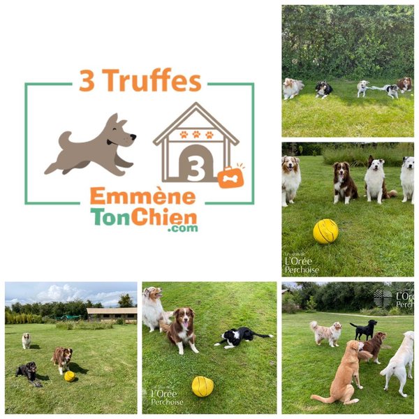 Hébergement AbracadaRoom : Tente Lodge de l'Orée Perchoise - Image 18