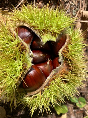 Domaine AbracadaRoom : Par les monts étoilés - Image 5