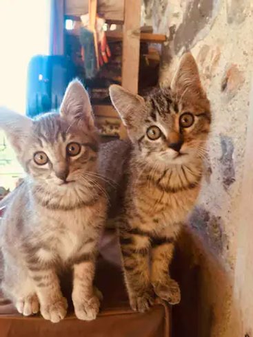 Hébergement AbracadaRoom : Roulotte Colibri - Image 19