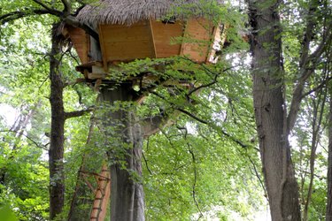 Grand Hêtre à St Germain Des Essourts (1)