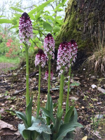 Hébergement AbracadaRoom : Tente Castor - Image 9