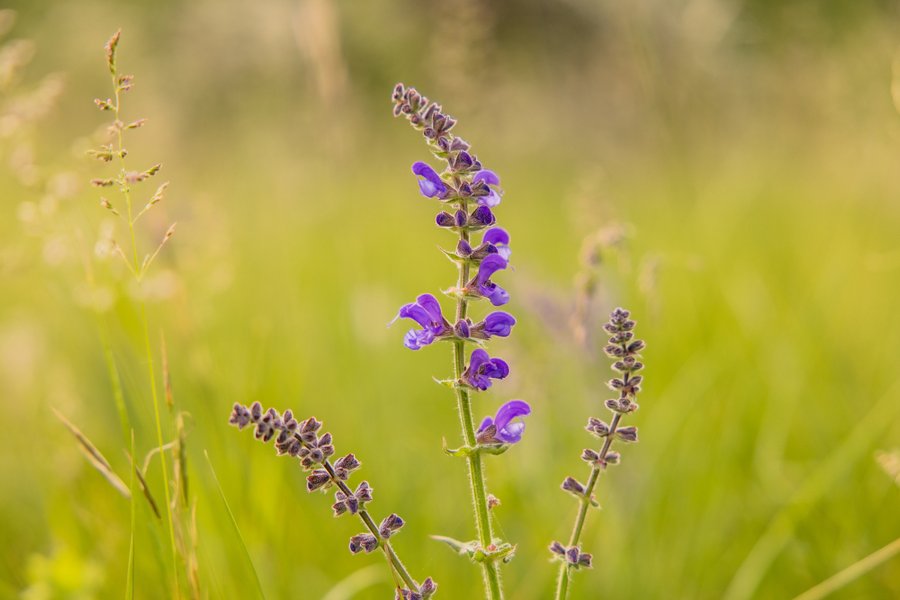 Hébergement AbracadaRoom : Guettée des Alpes - Cité Médiévale, Allos & Verdon - Image 58