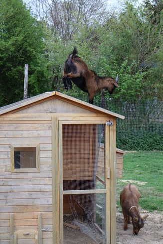 Domaine AbracadaRoom : Camping les pommiers pays d'auge - Image 4