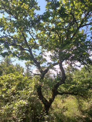 Domaine AbracadaRoom : Il était une fois... au cœur de nos bois - Image 8