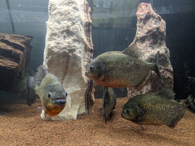 Hébergement AbracadaRoom : Nuit insolite avec Spa, sauna et jardin privatifs immersion en AMAZONIE - Image 14