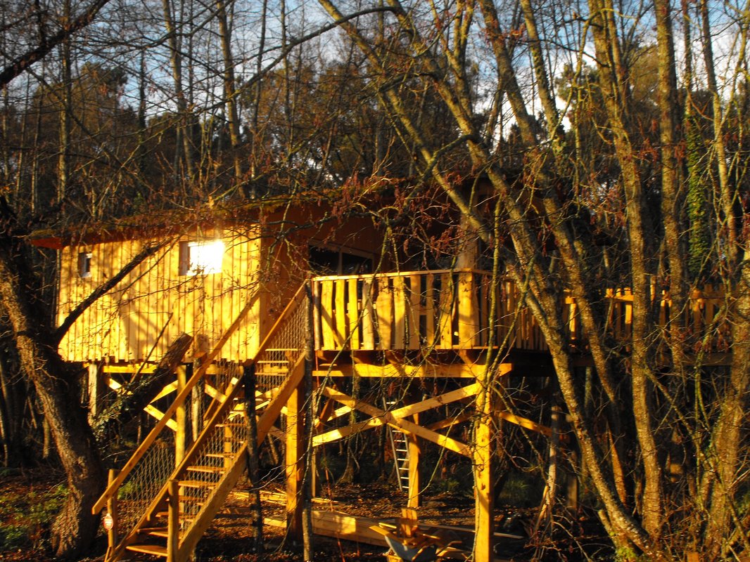 cabane dans les arbres des cerfs