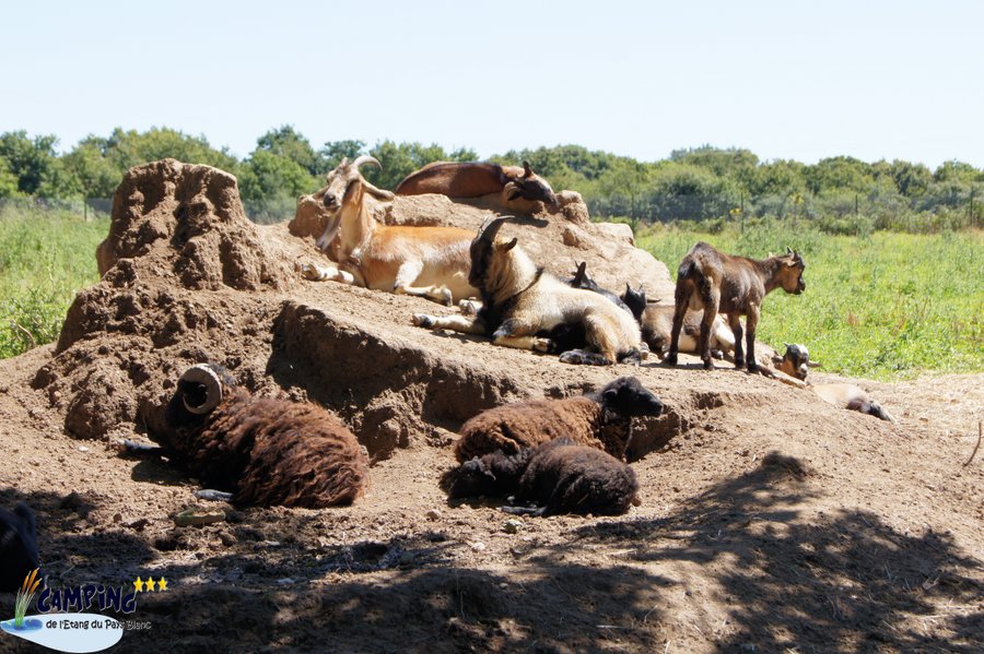 Domaine AbracadaRoom : Camping de l’Étang du Pays Blanc - Image 14
