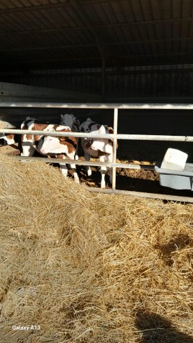 Domaine AbracadaRoom : La Roulotte au bord de l'étang - Image 7