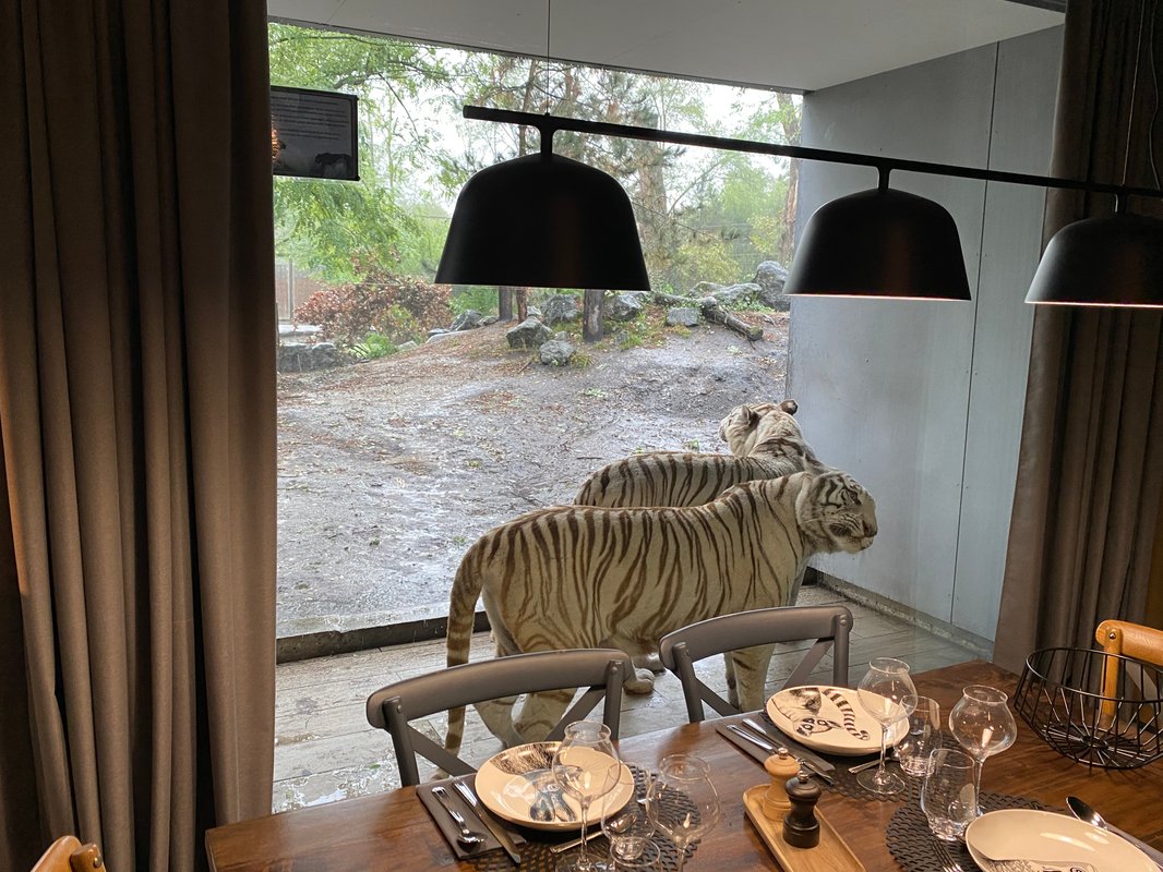 Lodge Tigres blancs à Pessac (3)