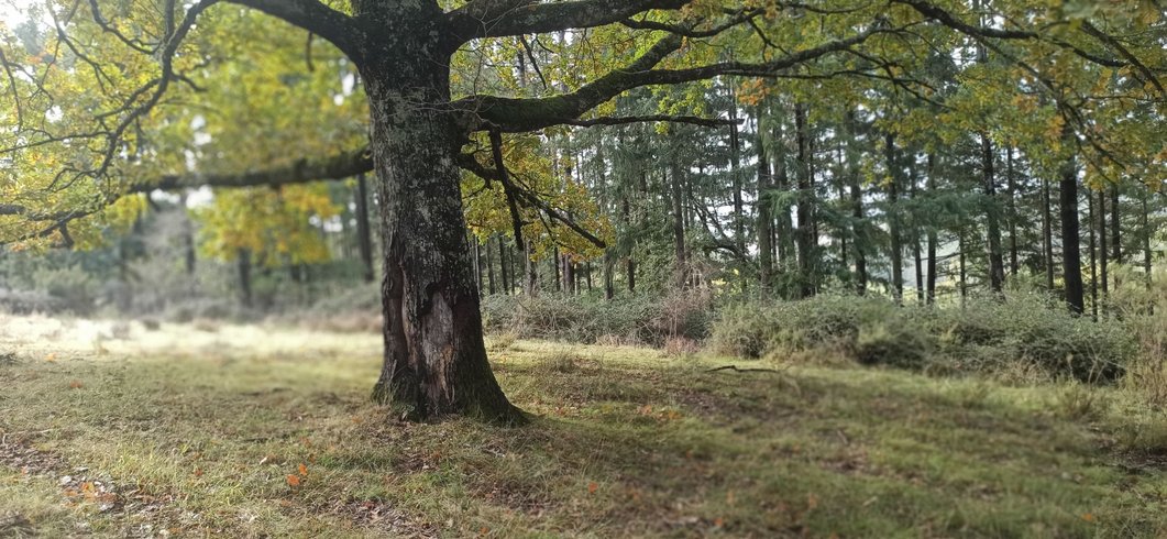 Hébergement AbracadaRoom : Los Arboles - Image 5