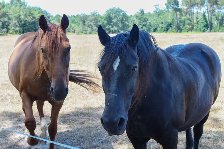 Domaine AbracadaRoom : Airial des Monges - Image 15