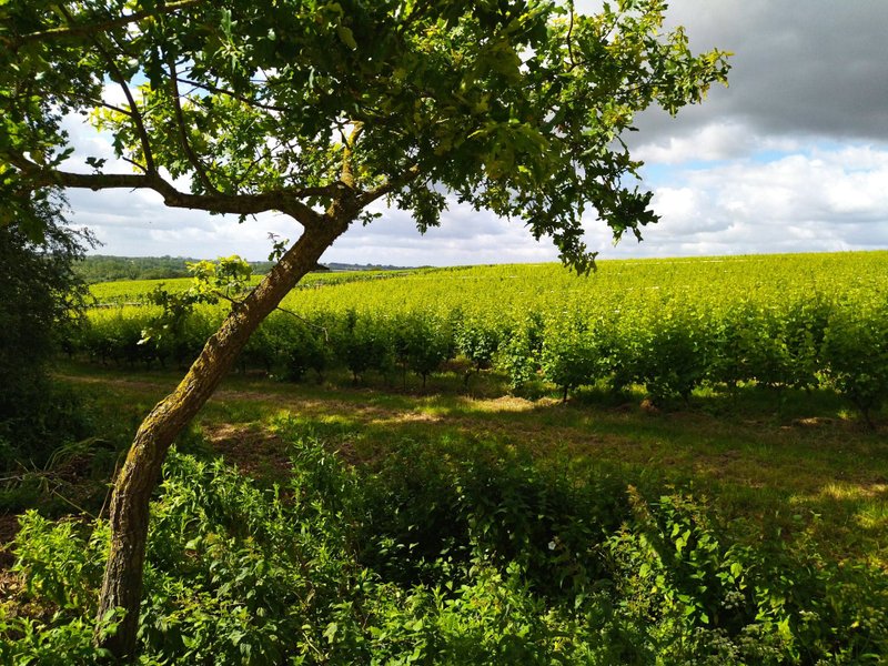 Domaine AbracadaRoom : Les Chemins d'Ambre & Thaïs - Image 2
