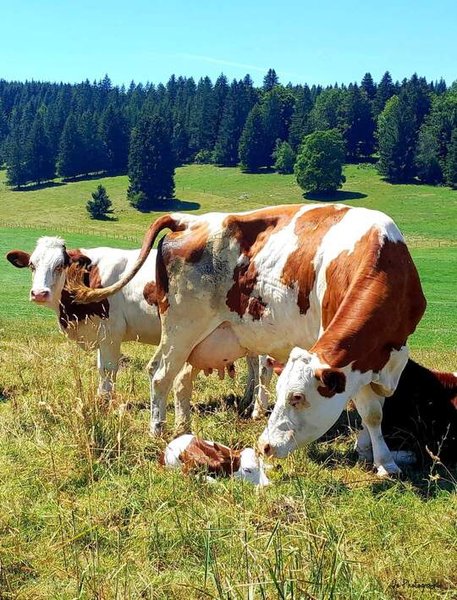 Hébergement AbracadaRoom : Les Logettes de Caroline, Ecolodge & Bain Nordique - Image 38