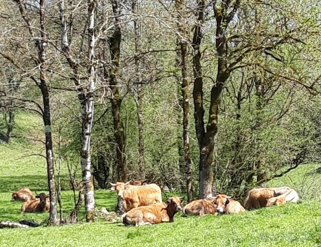 Domaine AbracadaRoom : Le Domaine Insolite à Marie - Image 4