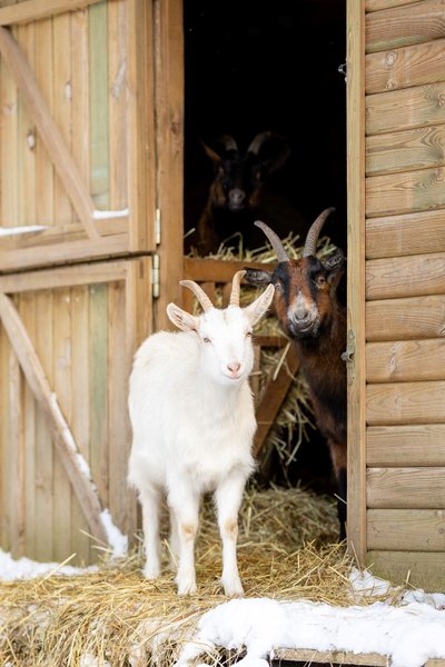 Hébergement AbracadaRoom : Dôme au milieu des Alpagas - Image 25