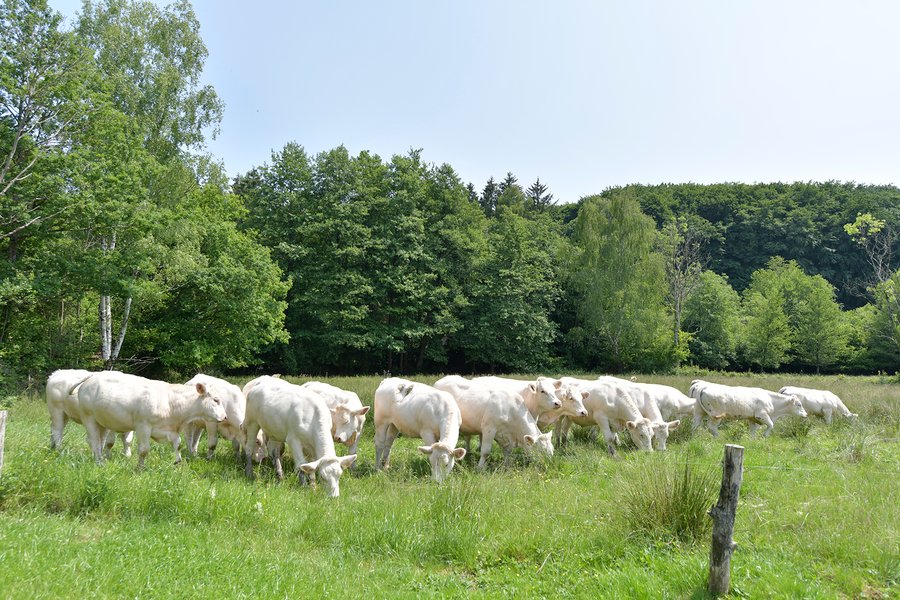 Hébergement AbracadaRoom : Le lodge de la Chouette - Image 14