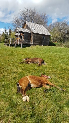 Hébergement AbracadaRoom : La Cabane de Trappeur de Campras - Image 17