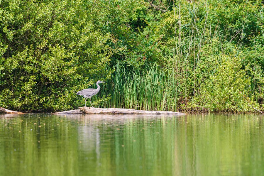 Domaine AbracadaRoom : Cabanes des Grands Lacs - Image 1
