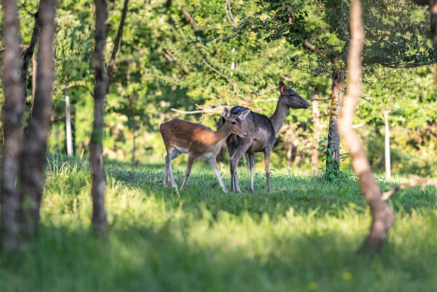 Domaine AbracadaRoom : Pech et Lafon - Image 10