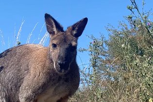 Wallaby de Benett'on