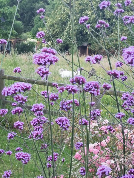 Domaine AbracadaRoom : Les roulottes du Trieux - Image 2
