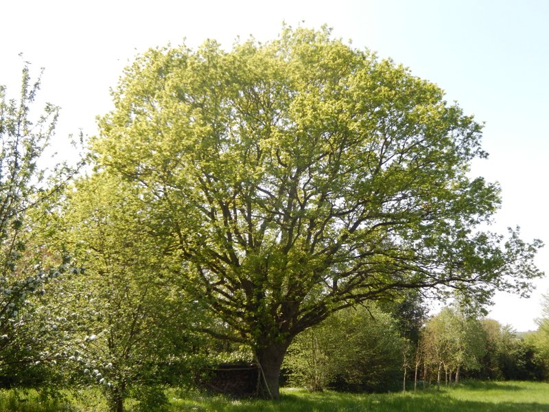 Hébergement AbracadaRoom : La Tiny House & SPA du Lutin Many - Image 39