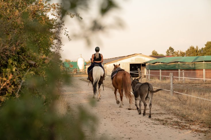 Hébergement AbracadaRoom : Homnest - Tiny house dans l'Allier - Cheval - Image 30