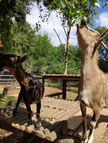 Domaine AbracadaRoom : La Roulotte d'Emilie - Image 10