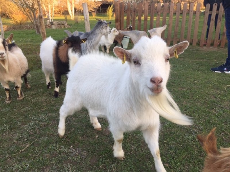 Hébergement AbracadaRoom : La bulle des 2 arbres de la sagesse & Spa - Image 23