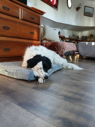 Domaine AbracadaRoom : Arche de Noé - Image 8