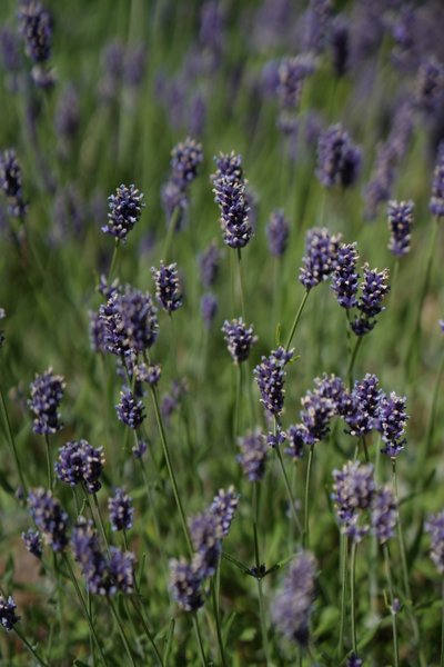 Domaine AbracadaRoom : Santolina Etrusca - Image 12