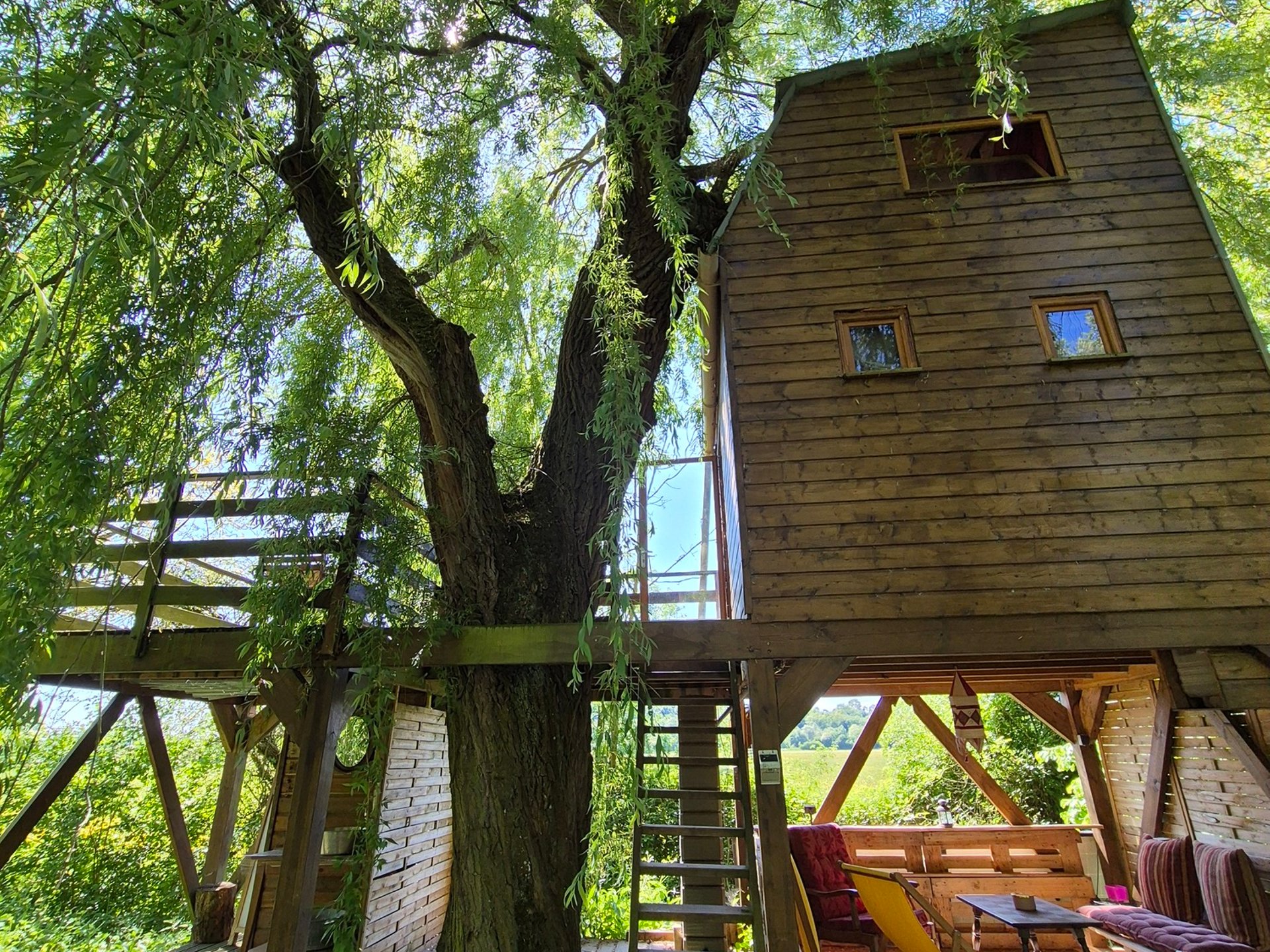 Dans un arbre perché