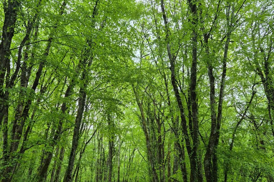 La Cabane du Héron, lodge sur pilotis, étang, nature, biodiversité — photo 2