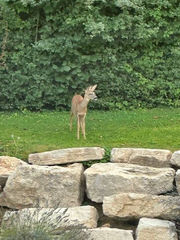 Hébergement AbracadaRoom : Mon Cabanon - Image 12